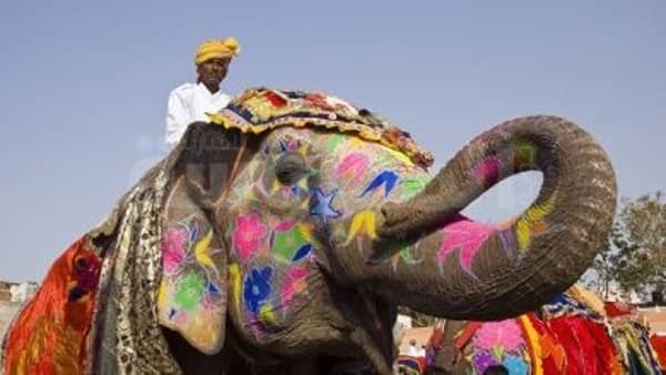 Decorated Elephant, Rajasthan