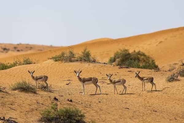 الريتز كارلتون رأس الخيمة يستقبل 80 غزال من غزلان الريم العربي